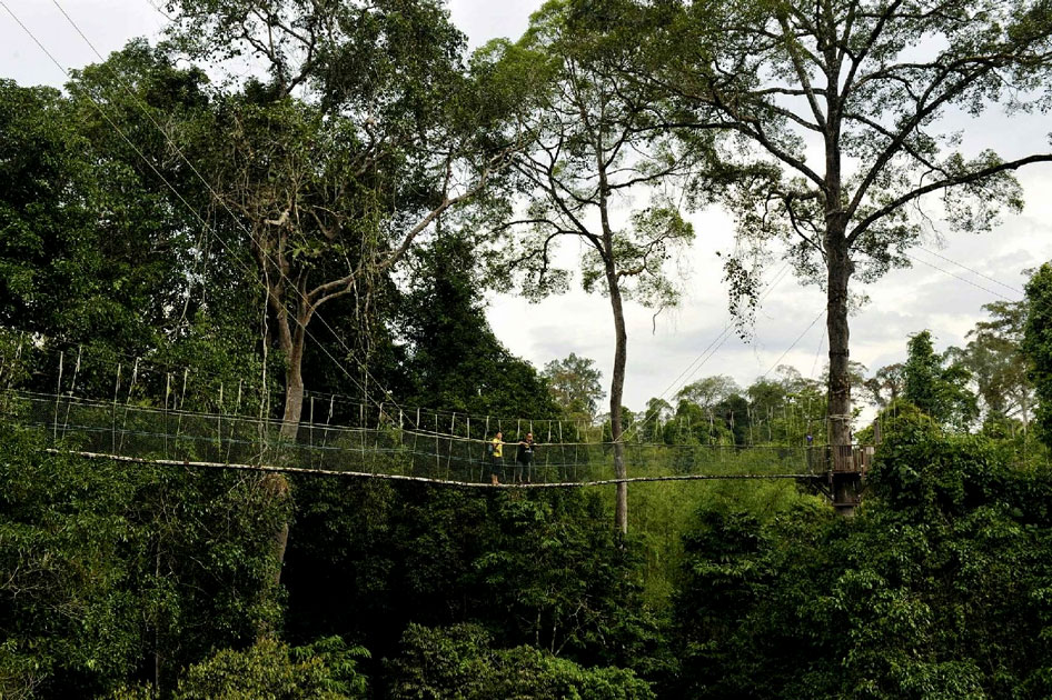 Taman Negara Canopy Walkway, Malaysia