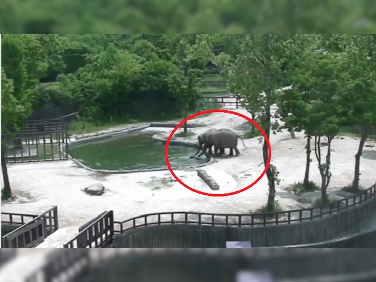 VIDEO : हत्तीचं पिल्लू आई-वडिलांसमोर पाण्यात पडलं आणि... title=