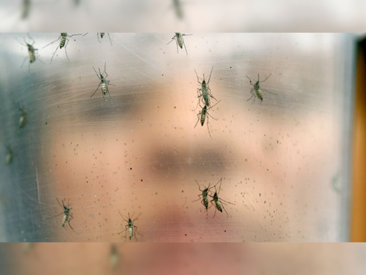 मुंबईत डेंग्यूचा फैलाव, साडेसात हजार ठिकाणी सापडल्या अळ्या  title=