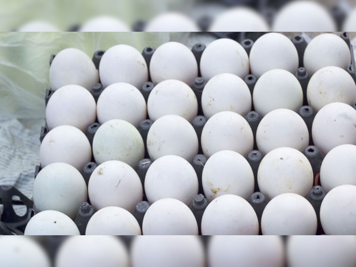 अंड्यात किटकनाशक रसायन सापडल्याने युरोपमध्ये भूकंप, लाखो कोंबड्या मारल्या        title=