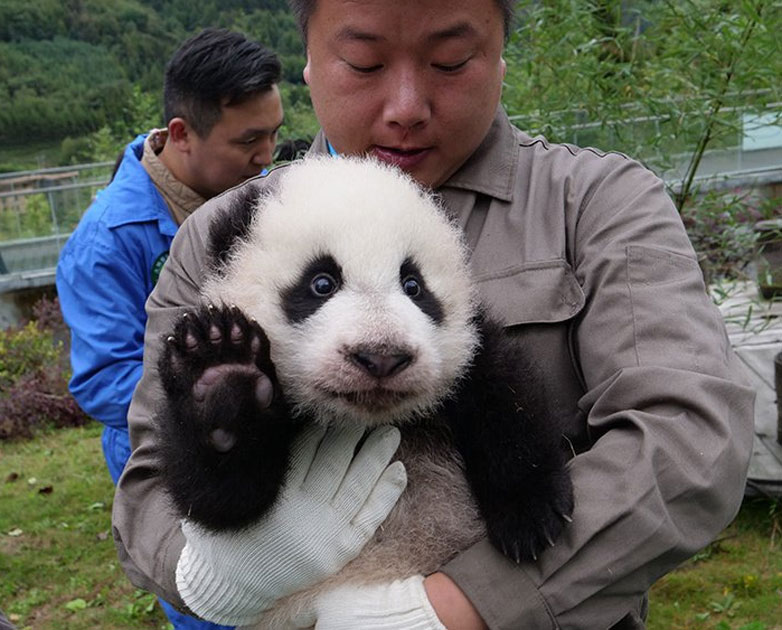 The China Giant Panda Protection and Research Center bred 42 panda cubs in 2017 out of which 36 made their public appearance.