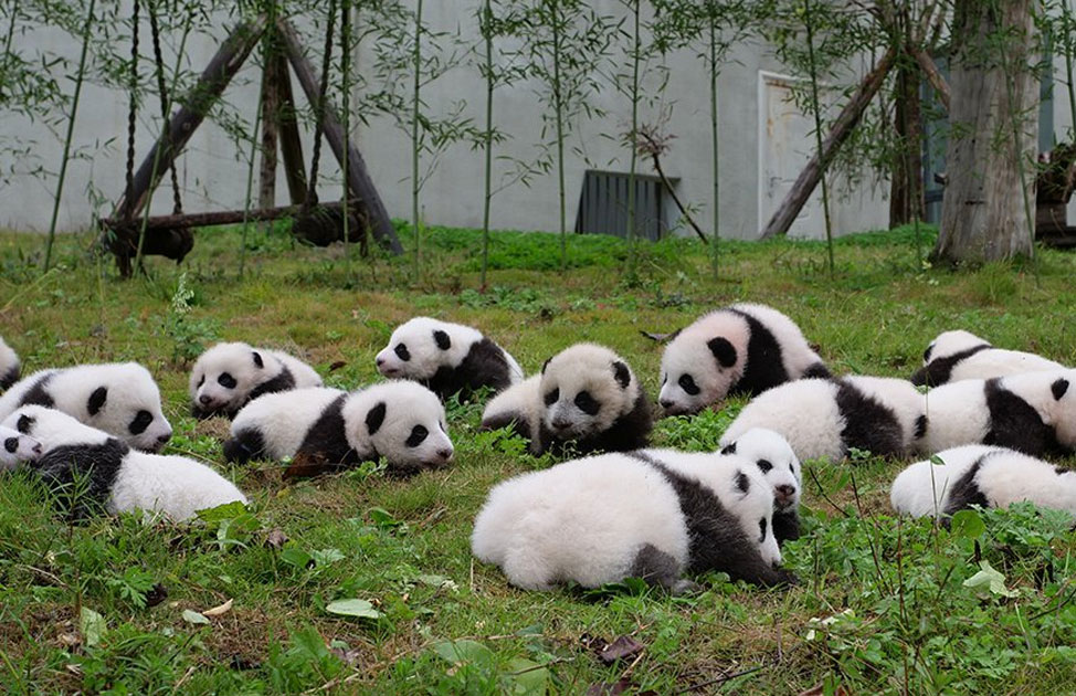 The China Giant Panda Protection and Research Center bred 42 panda cubs in 2017 out of which 36 made their public appearance.