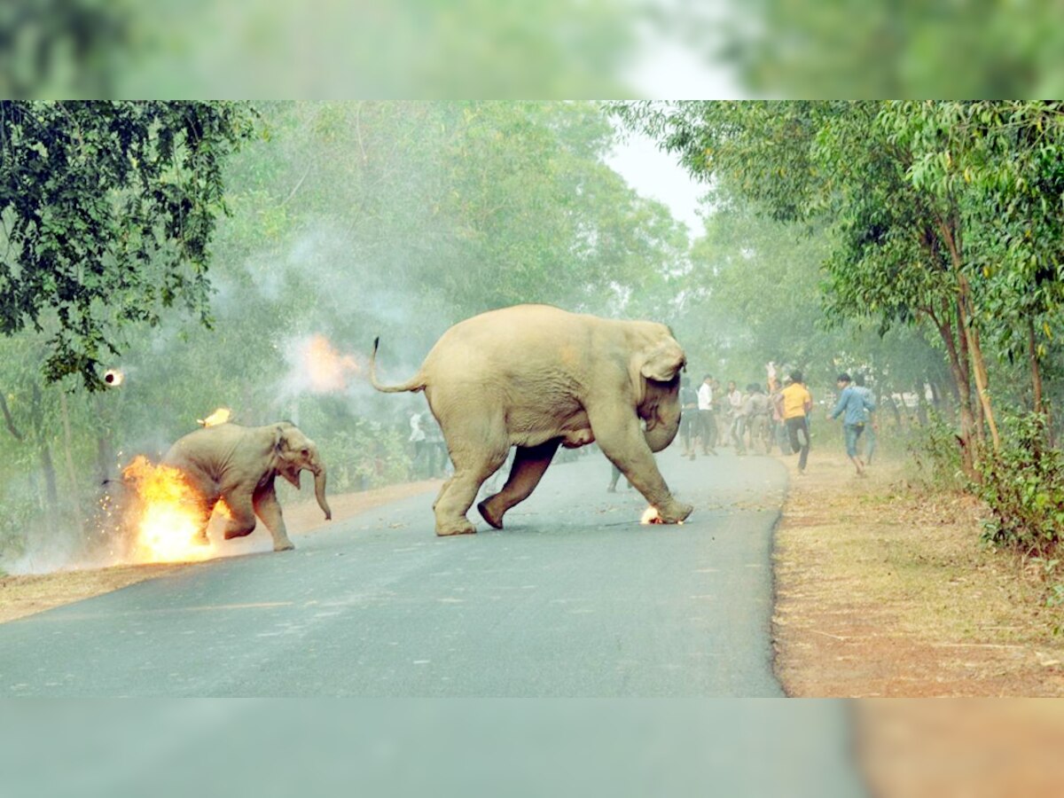 आगीत जळणाऱ्या हत्तीचा हा फोटो होतोय व्हायरल  title=