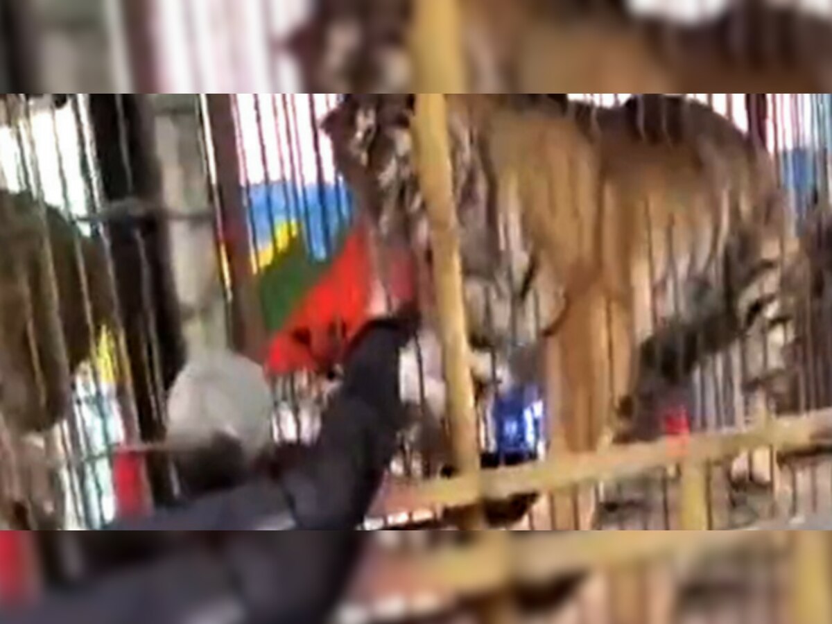 व्हिडिओ : वाघाच्या पिंजऱ्यात हात घालणं पडलं महागात title=