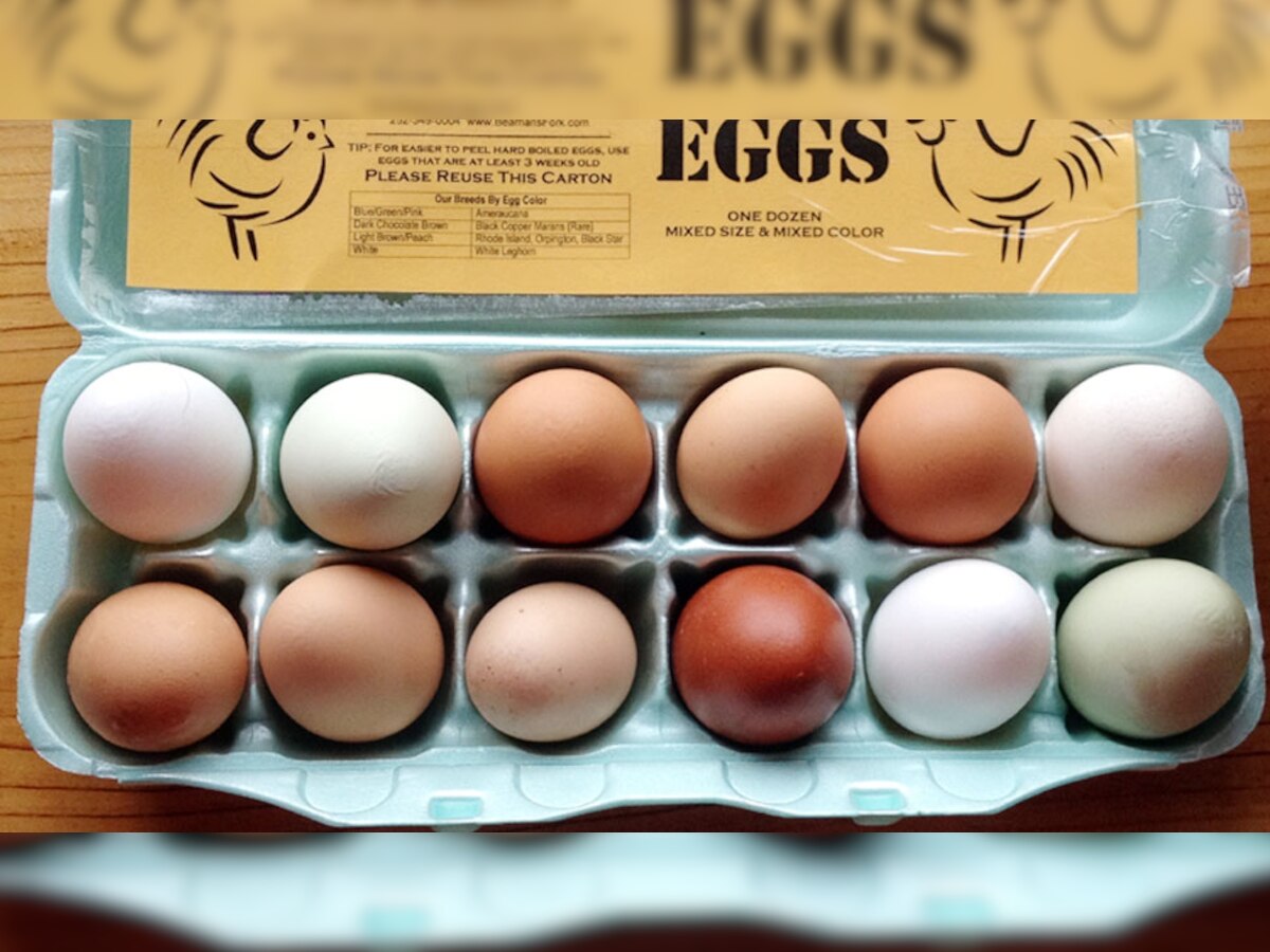 अंड शाकाहारी की मांसाहारी? या वादावर वैज्ञानिकांंचा आश्चर्यकारक खुलासा  title=