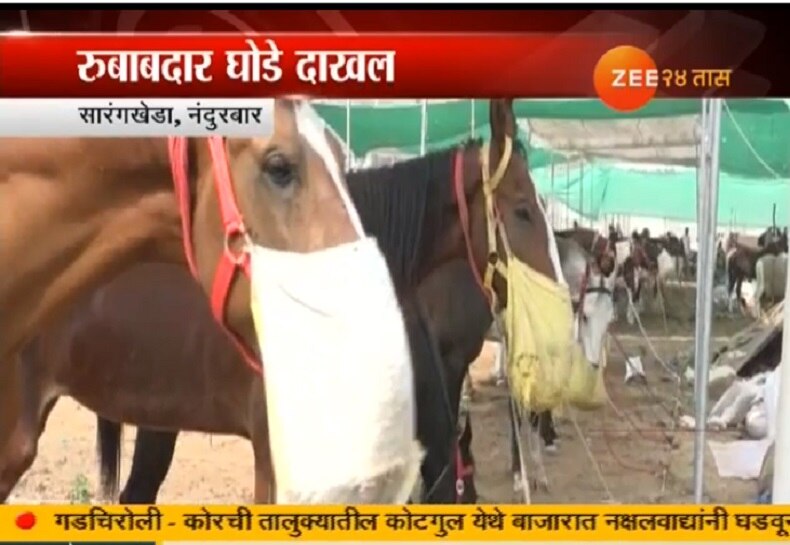 सारंगखेड्यातील भव्यदिव्य अश्व महोत्सवाला सुरुवात महाराष्ट्र News in