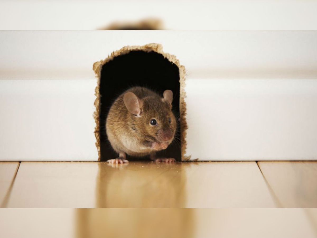  ५  घरगुती उपाय जे करतील उंदरांना घराच्या बाहेर title=