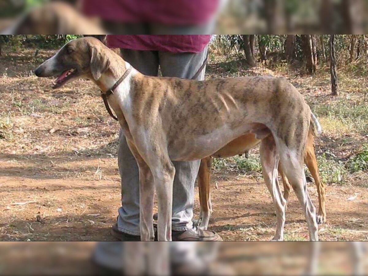 लोकमान्य टिळकांच्या शाळेत कुत्र्यांची नसबंदी, नगर परिषदेचा प्रताप title=