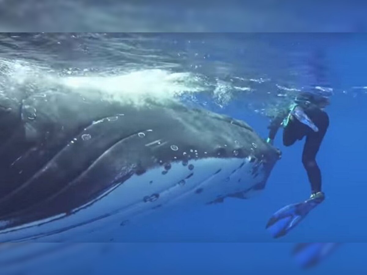 VIDEO: खोल समुद्रात संशोधकांवर शार्कने केला हल्ला आणि मग... title=