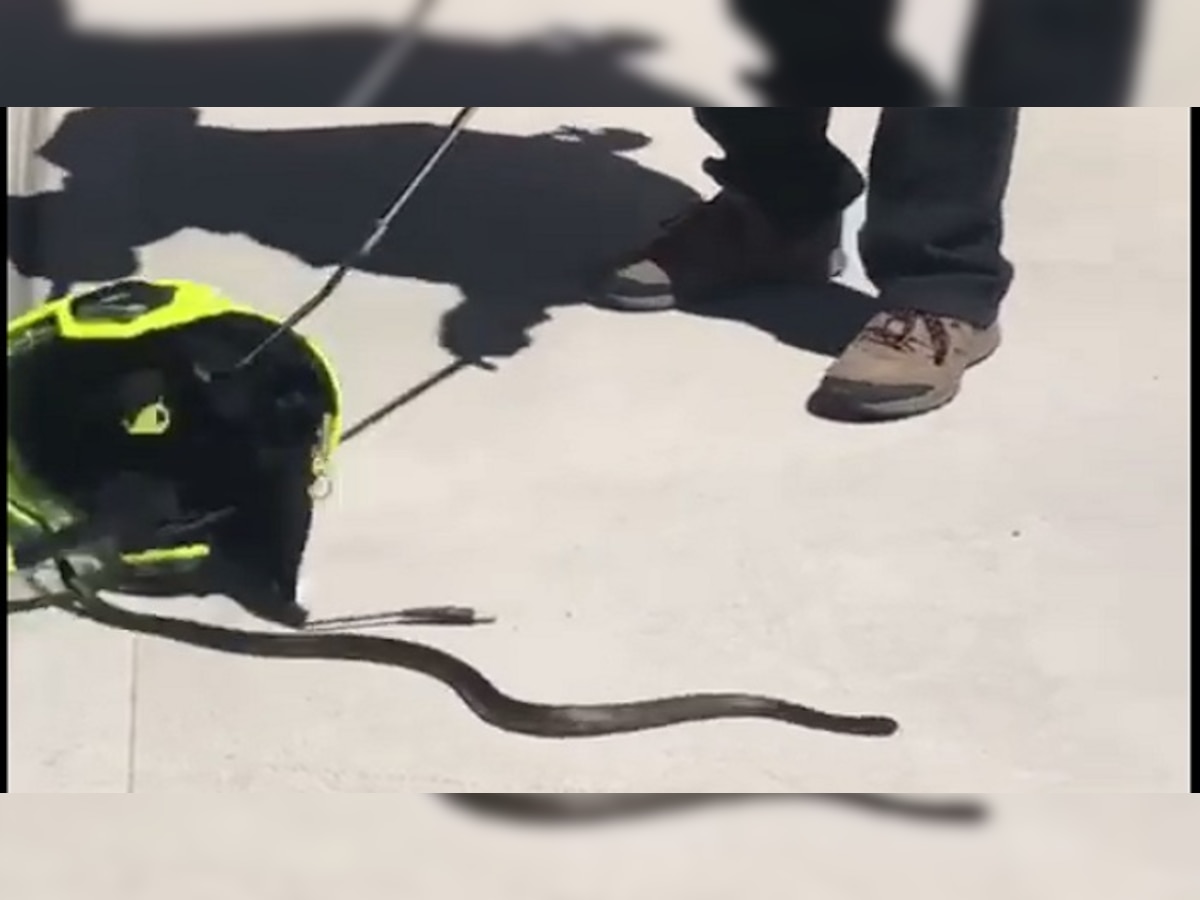 VIDEO : ...आणि हेल्मेटमधून बाहेर पडला साप title=