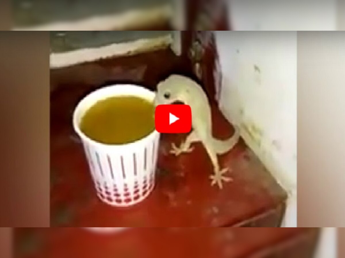 viral video : पाल घेतेय चहाचा आस्वाद title=