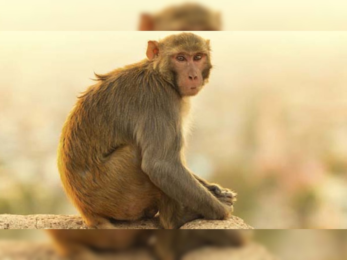 Viral Video: माकडाने पर्यटकाच्या पर्समधून पैसे काढून उडवले title=