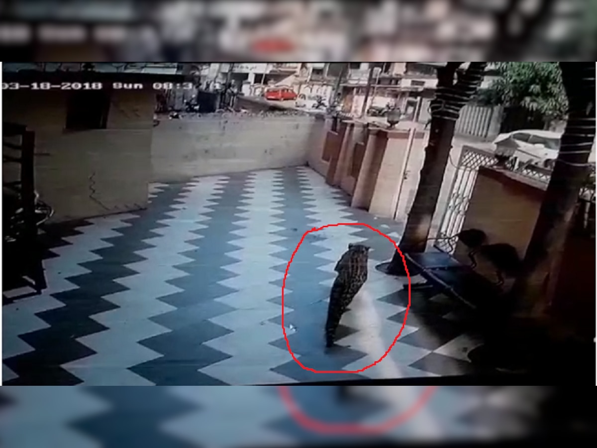 व्हिडिओ : उल्हासनगरमध्ये शहरात घुसलेला बिबट्या सीसीटीव्हीत कैद title=