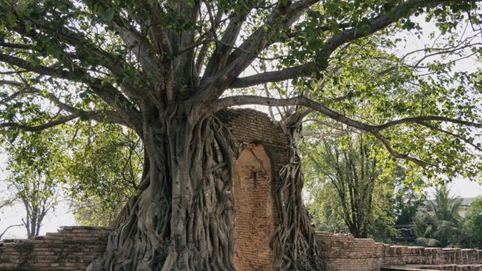 Amrita devi, Khejarli massacre and Chipko movement