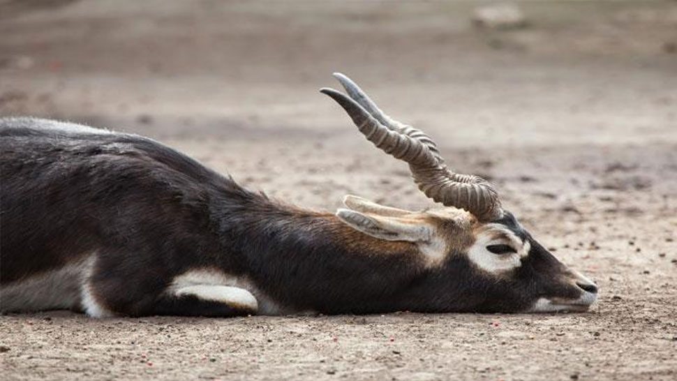 know about Blackbuck a rare antelope species, salman khan convicted