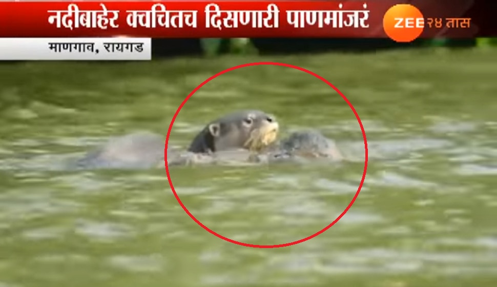 व्हिडिओ : काळ नदीच्या पात्रात दुर्मिळ पाणमांजराचं दर्शन | pan manjar in kal river, raigad व्हिडिओ : काळ नदीच्या पात्रात दुर्मिळ पाणमांजराचं दर्शन | pan manjar in kal river, raigad