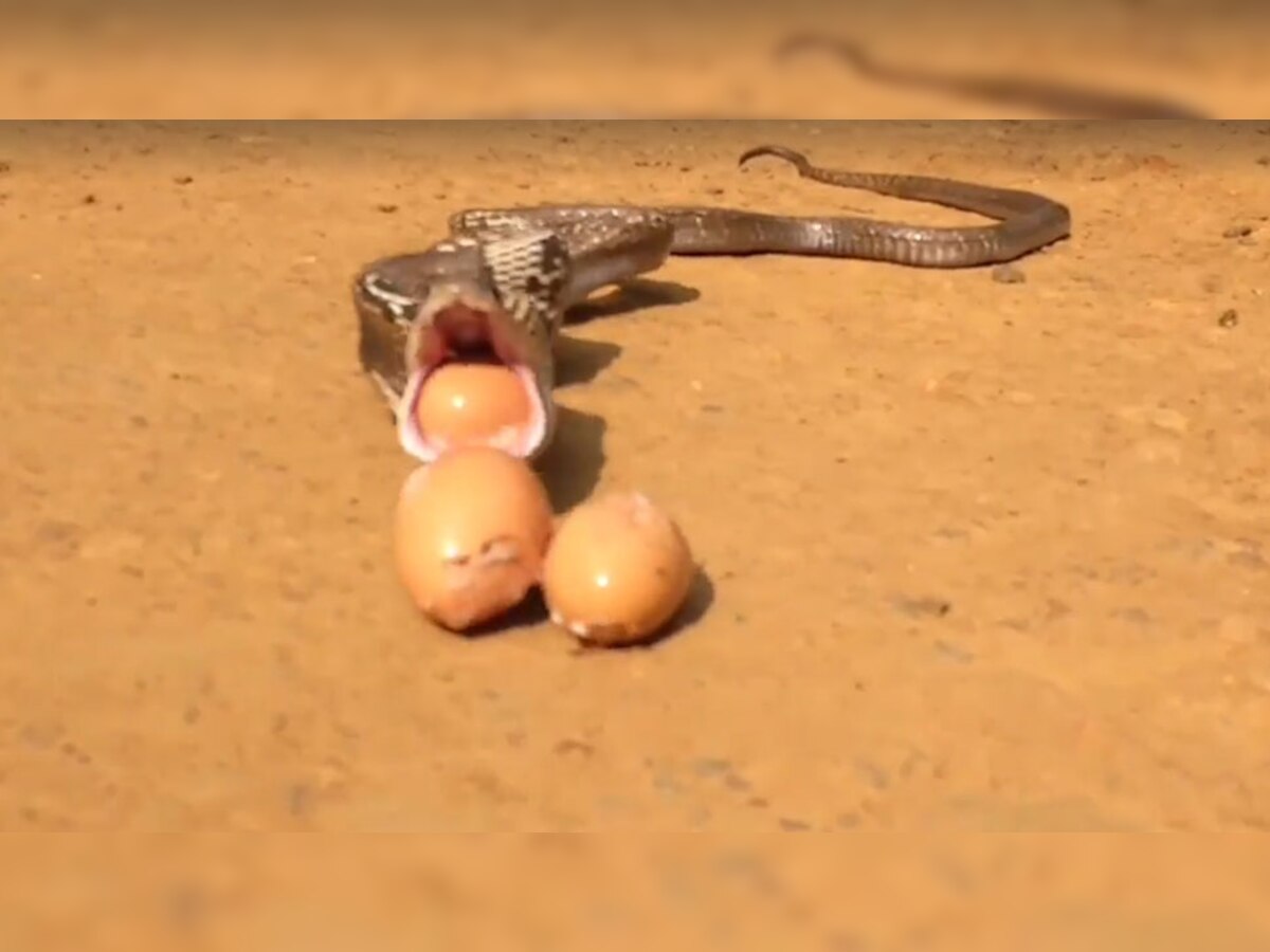 VIDEO : जेव्हा कोबरा सापाने आपल्या तोंडाने बाहेर टाकली सात अंडी  title=