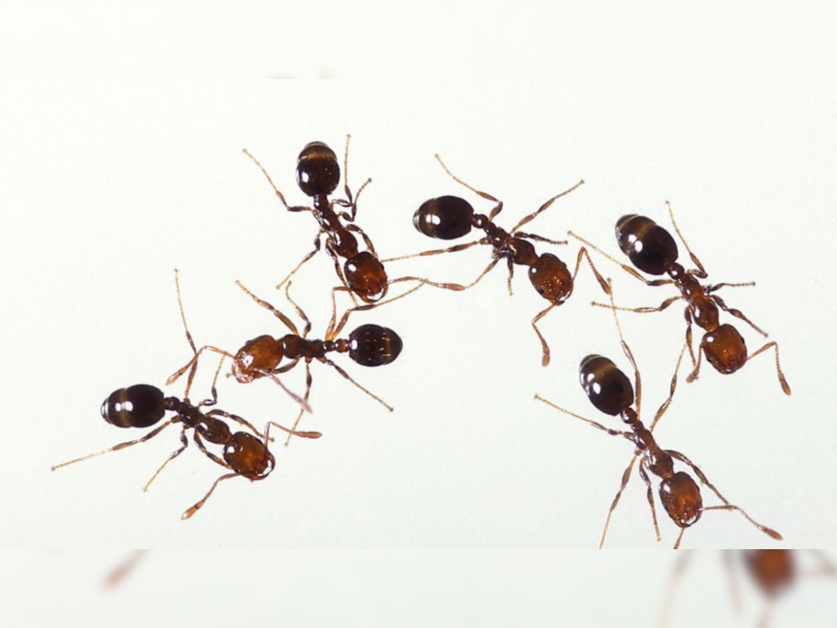 घरातून मुंग्यांना पळवून लावण्यासाठी ४ सोपे घरगुती उपाय! title=