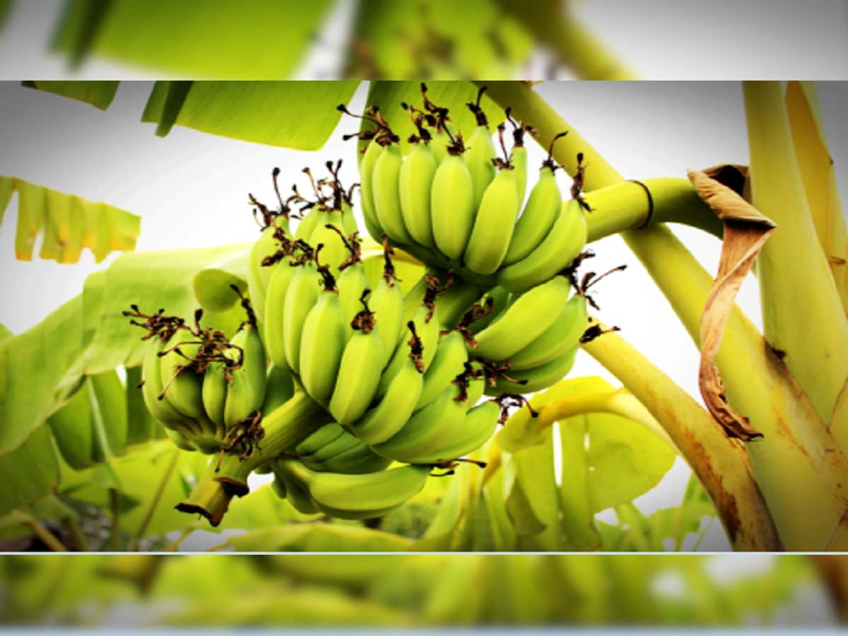 कॅन्सरवर ठरणार केळ्याची पानं फायदेशीर,  बीएचयूमध्ये संशोधन  title=