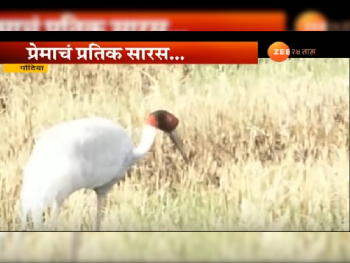 गोंदियात सारसप्रेमींच्या संख्येत वाढ title=