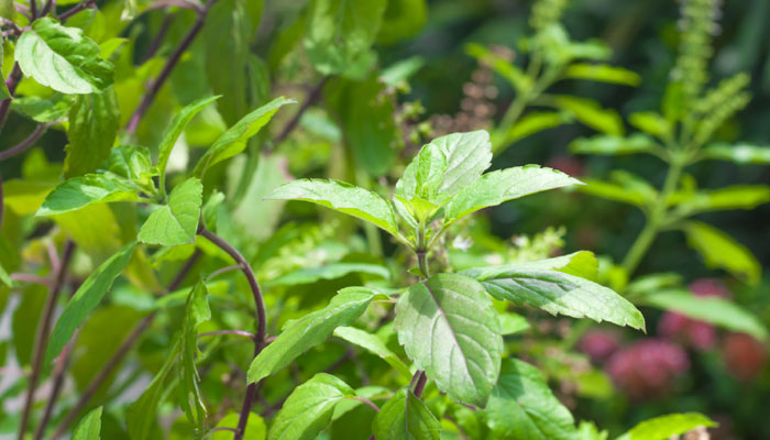 Basil Leaves I Pregnancy I Health Benefits I Health News in Marathi