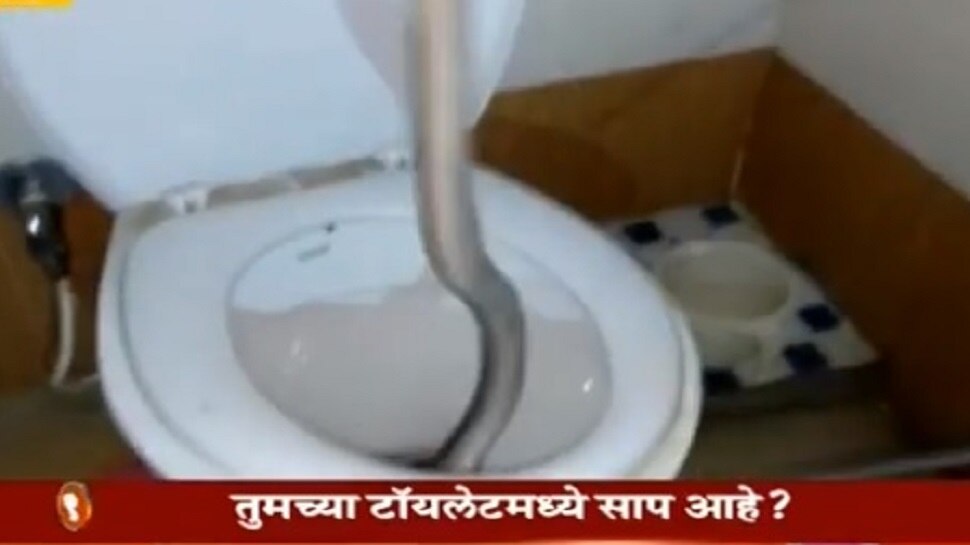 सावधान ! कमोडमध्ये सापडला विषारी कोब्रा Be careful! Toxic poison found in the commode