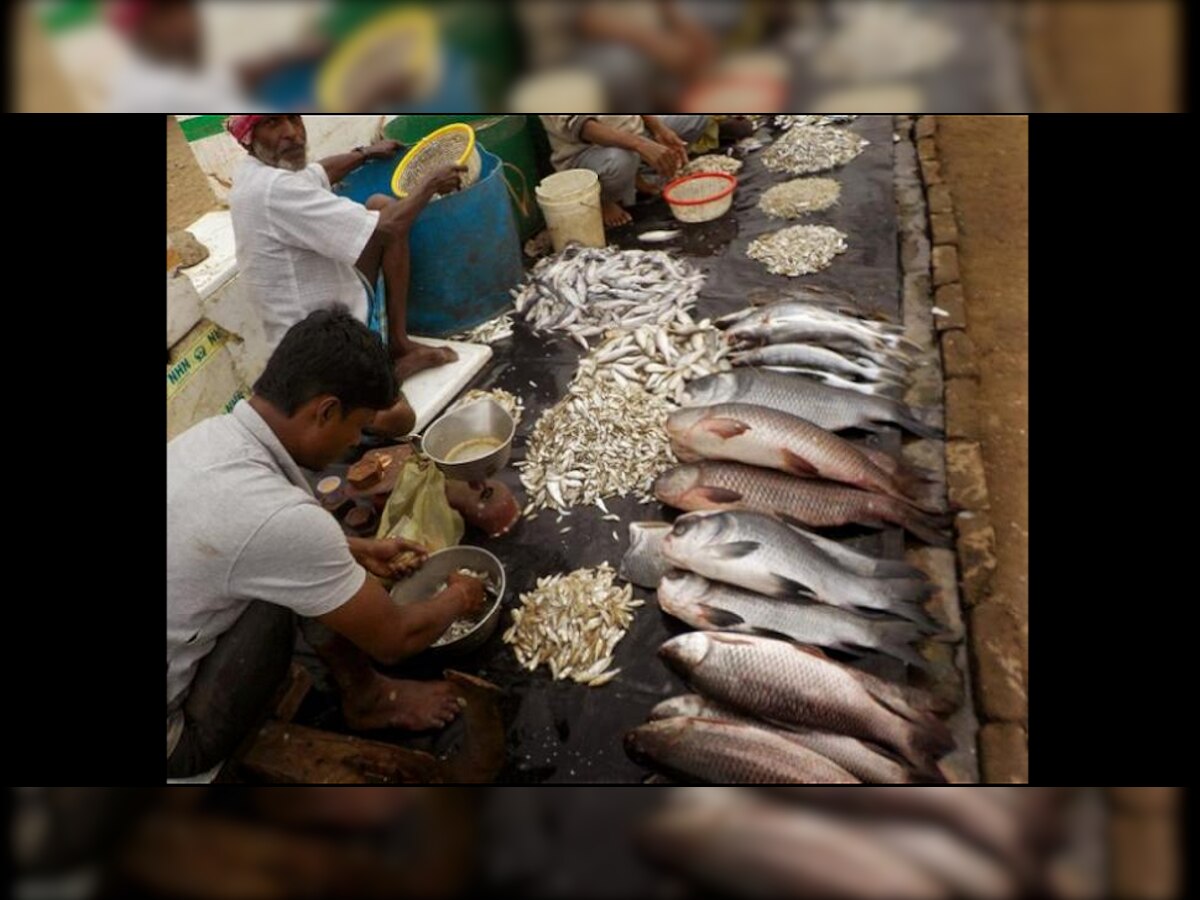 गोव्यात १५ दिवस परराज्यातील मासे विक्रीवर बंदी title=