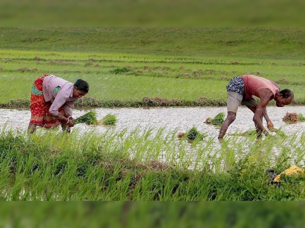  ग्रामीण भागातील शेतीच्या उत्पन्नात लक्षणीय घट, नाबार्डचा महत्त्वपूर्ण अहवाल title=