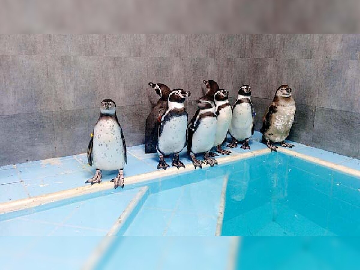 पेंग्विनच्या संगोपनासाठी १२ कोटी खर्चाच्या प्रस्तावाला स्थायी समितीत मंजुरी  title=