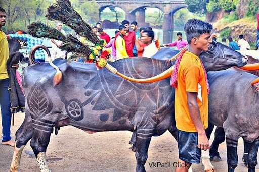 Buffalo beauty contest held in Kolhapur_india_two