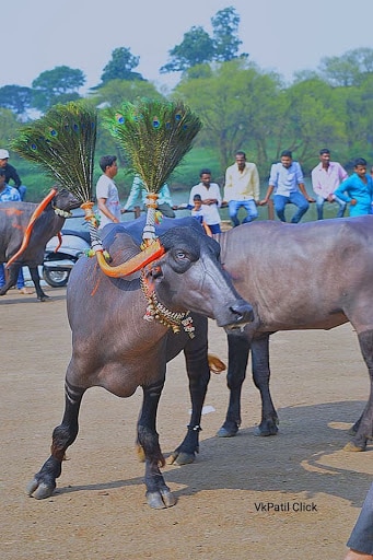 Buffalo beauty contest held in Kolhapur_four