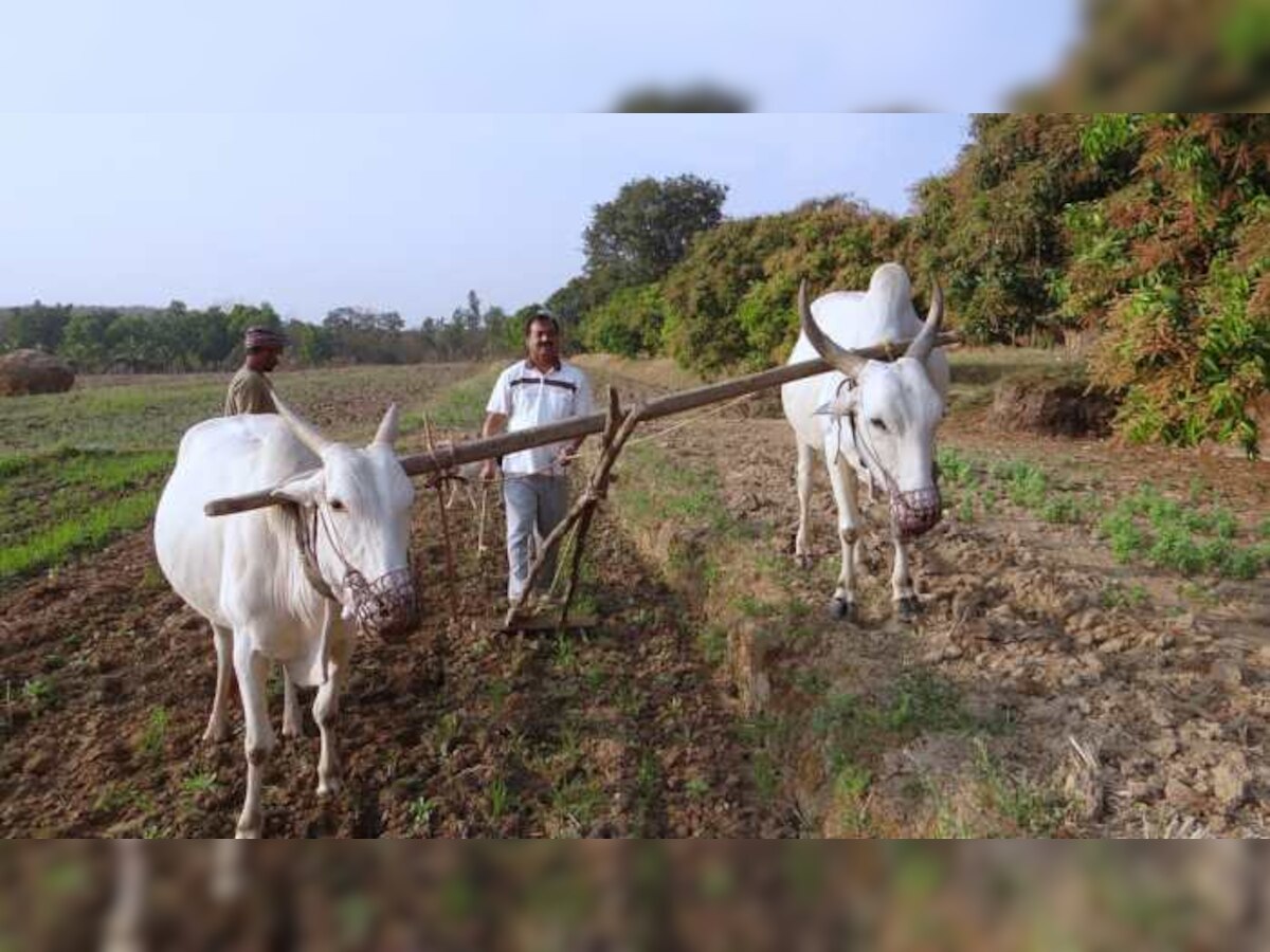 पराभवाच्या झटक्यानंतर मोदी सरकारची शेतकऱ्यांना कर्जमाफी तयारी? title=