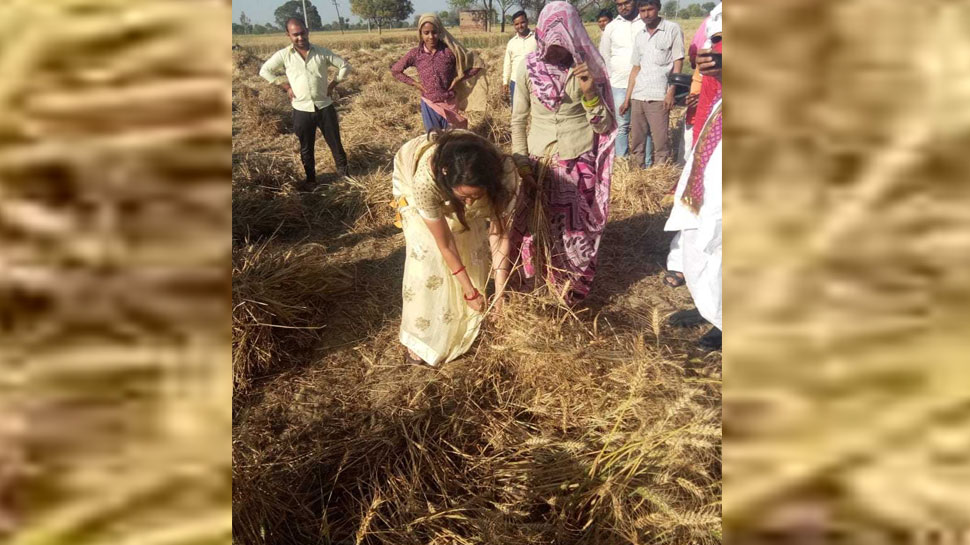 २०१४च्या लोकसभा निवडणुकीत हेमा मालिनी शेतीत काम करत होत्या