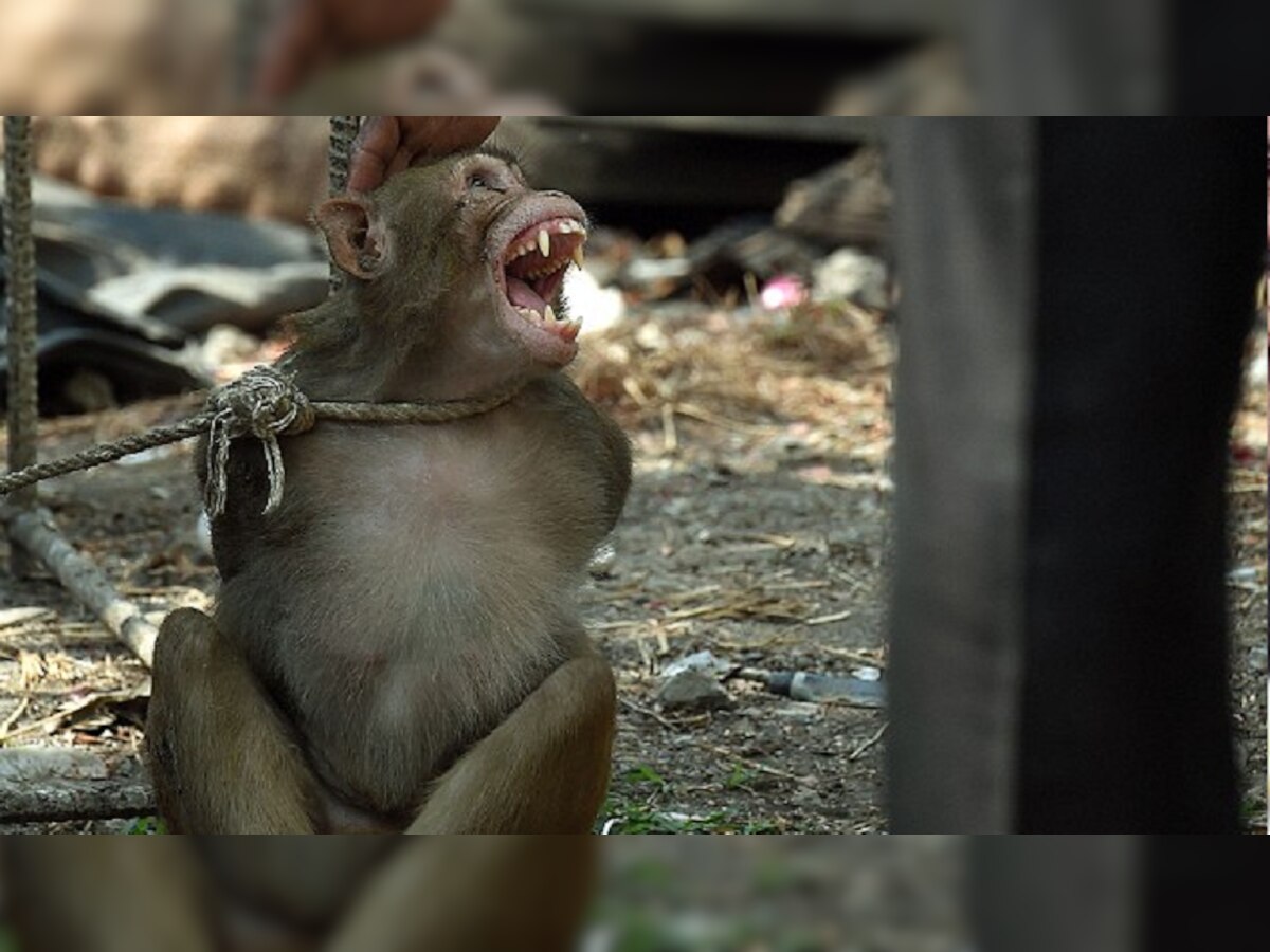 चंद्रपुरात उच्छाद मांडणारं एक माकड जेरबंद, दुसऱ्याचा शोध सुरू  title=