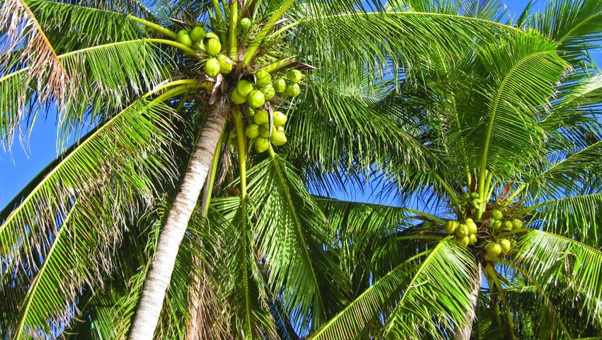 साकारण्यात आलेले यंत्र २८ किलोंचे आहे. साकारण्यात आलेले यंत्र २८ किलोंचे आहे.