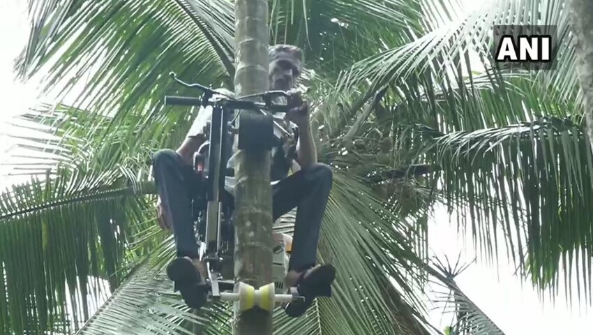 झाडावरून नारळ काढणे अतिशय खर्चीक असते झाडावरून नारळ काढणे अतिशय खर्चीक असते