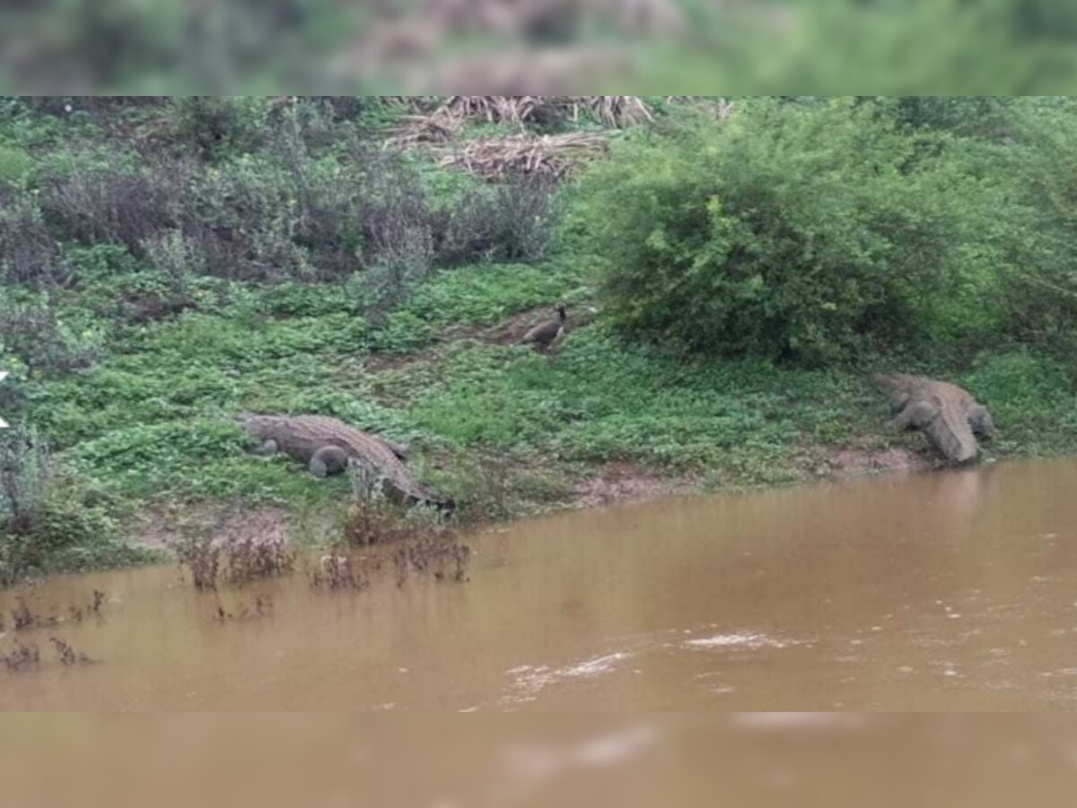 नदीपात्रात वाढ झाल्याने अजस्त्र मगरींचे दर्शन, नागरिकांना सतर्कतेचा इशारा  title=