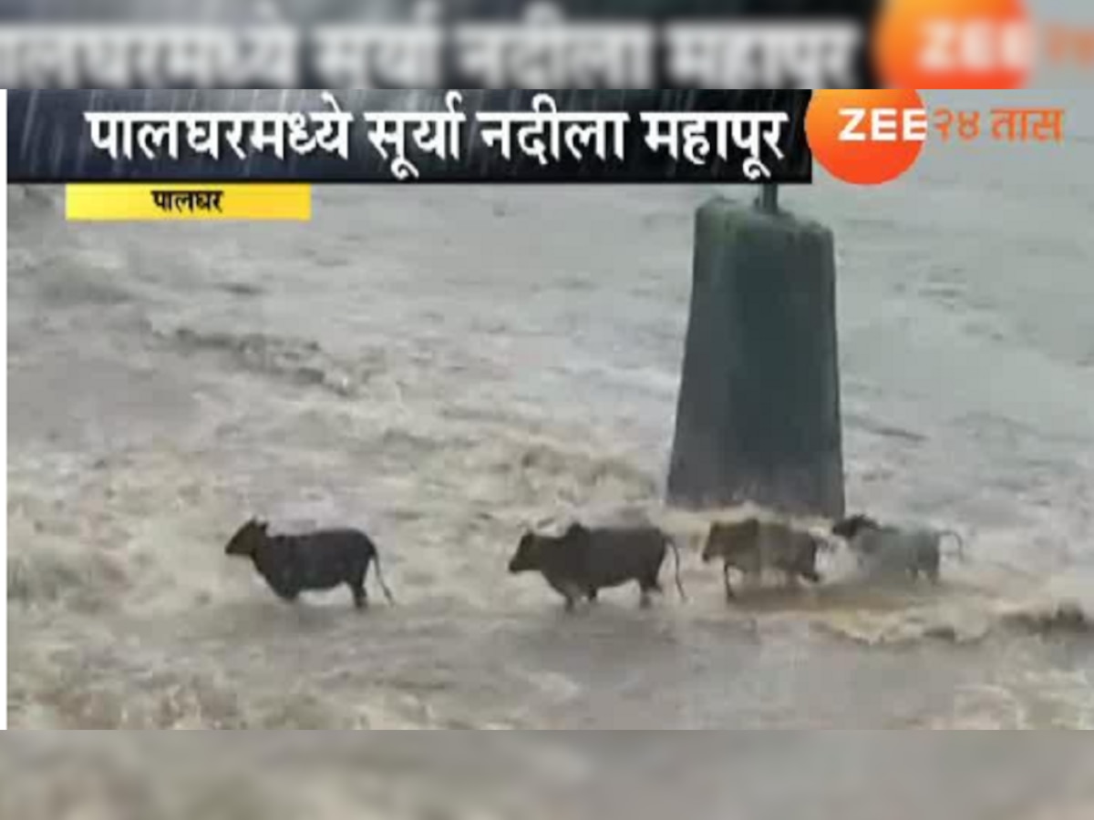 व्हिडिओ : रस्त्याचा अंदाज न आल्यानं पुराच्या पाण्यात गाई वाहून गेल्या...  title=