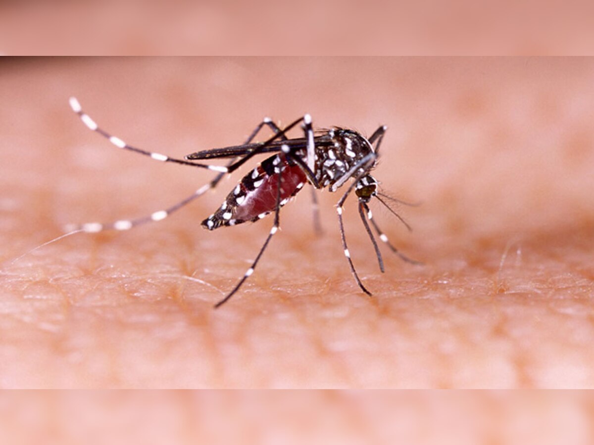 World Mosquito Day : एक छोटासा मच्छर तुमचा जीव घेऊ शकतो title=