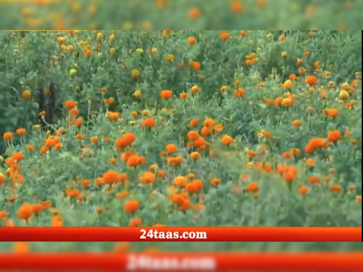 झेंडूचं उत्पादन घेणाऱ्या शेतकऱ्यांचं ऐन दिवाळीत दिवाळं निघालं title=