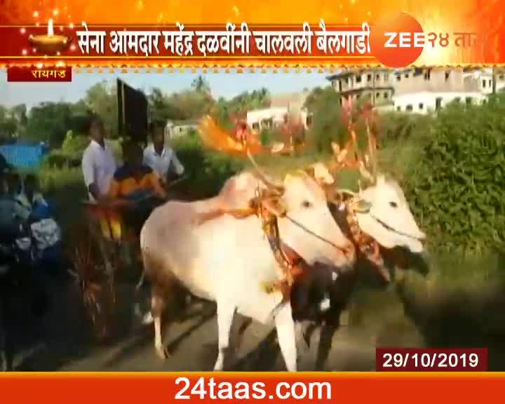 Raigad MLA Mahedra Dalvi Ride Bullock Cart