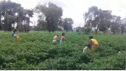 जास्त पावसामुळे मिरचीच्या पिकावर प्रादुर्भाव