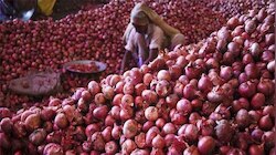भारतात कांद्याच्या वाढत्या किंमती रोखण्यास या '४' देशांची मदत