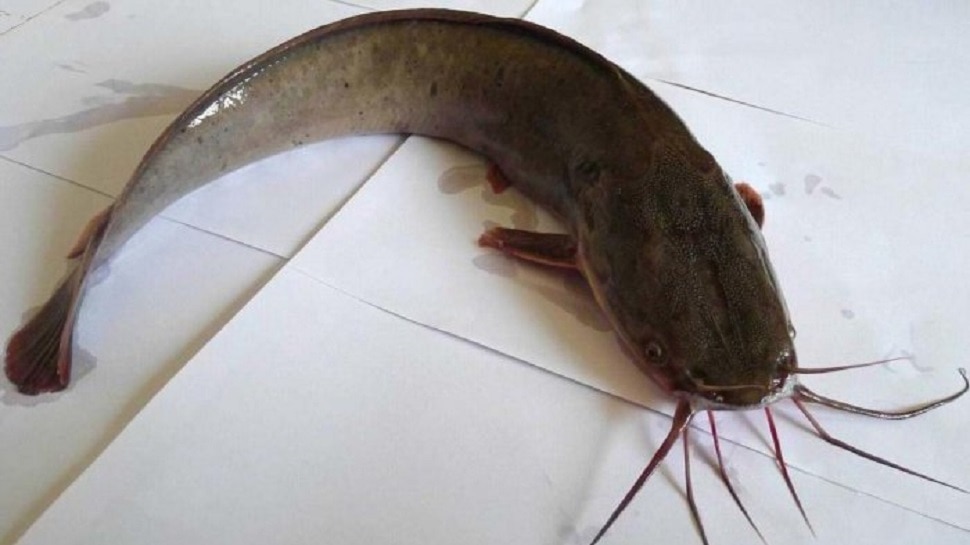 majority of catfish are harmless but few species are known to present