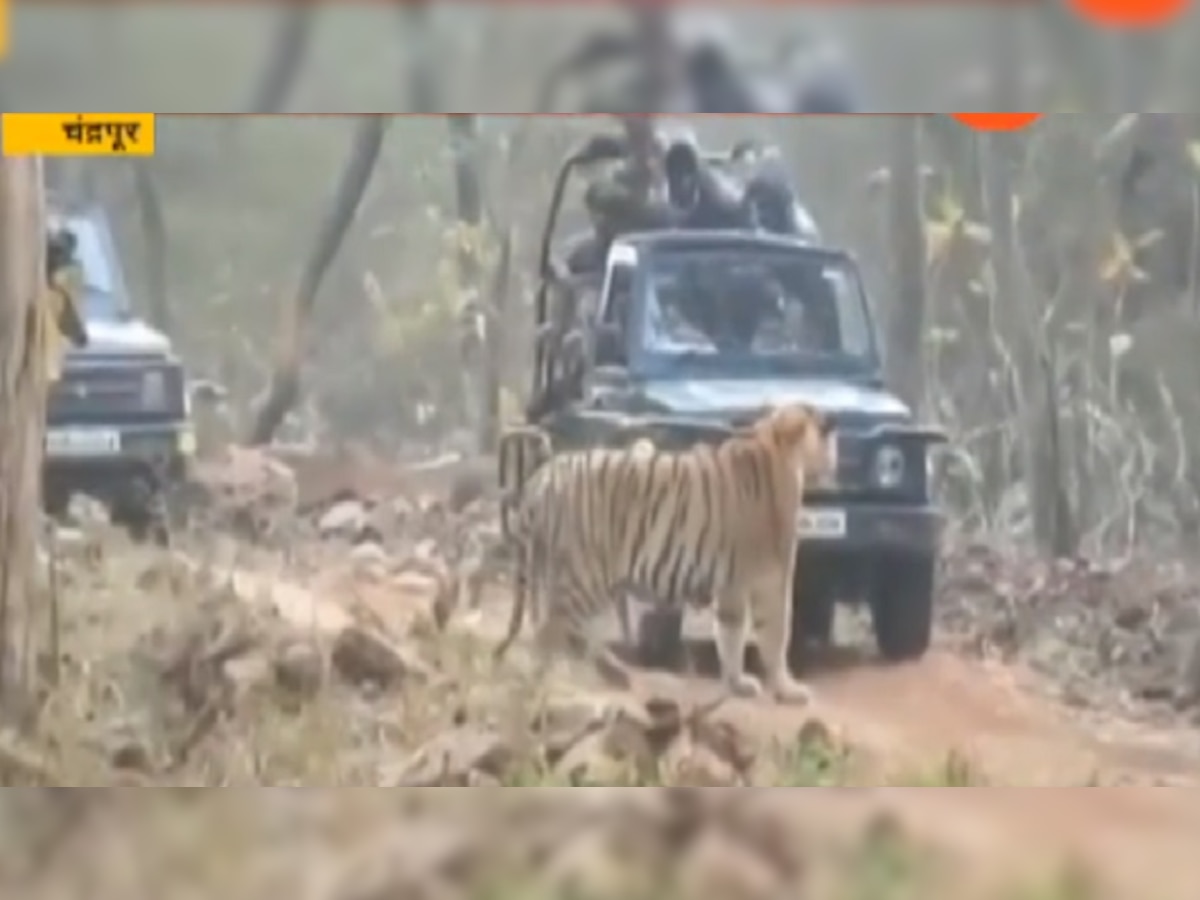 ताडोबा व्याघ्र प्रकल्पावर कोरोनाचा कुठलाही प्रभाव नाही title=