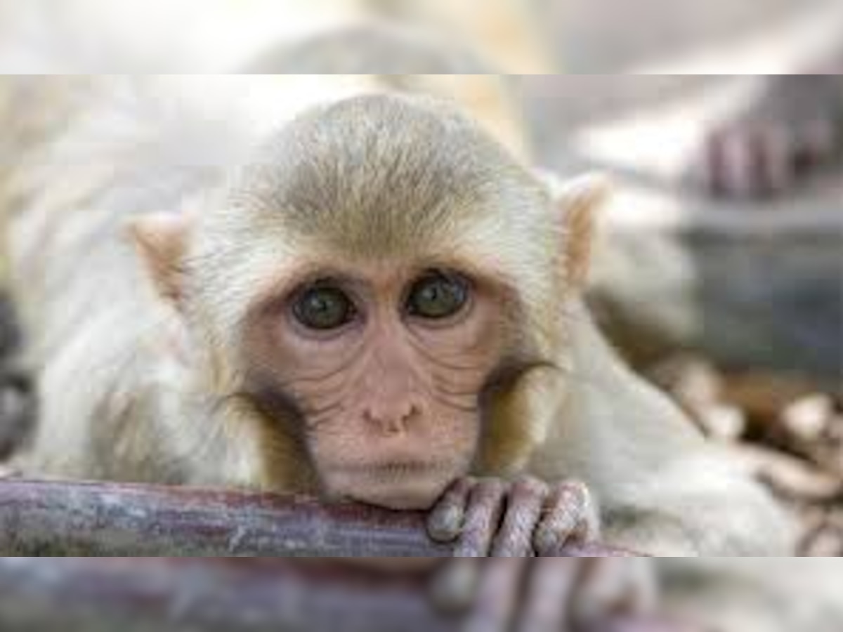 कोरोना व्हायरस : वैज्ञानिकांनी माकडांमध्ये विकसीत केली रोगप्रतिकारशक्ती title=