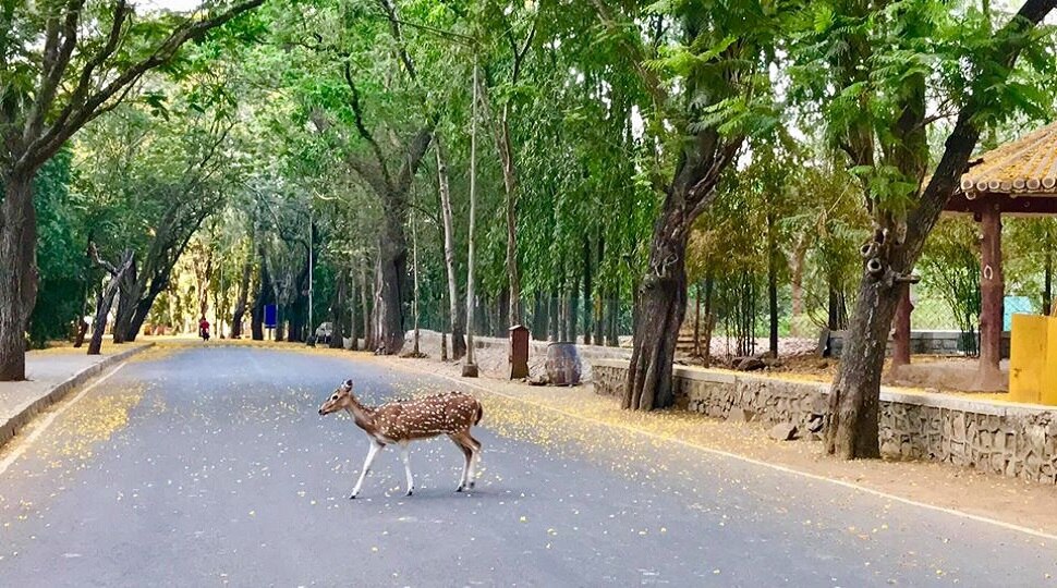 प्राण्यांनी घेतला मोकळा श्वास 