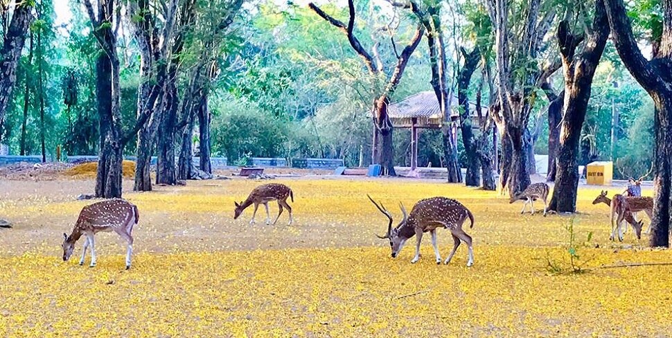 प्राण्यांनी घेतला मोकळा श्वास 