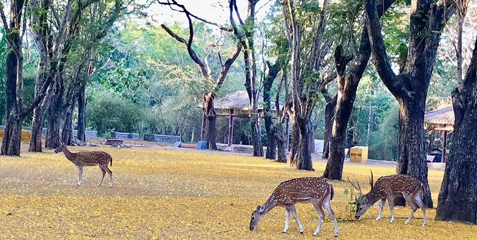 प्राण्यांनी घेतला मोकळा श्वास 