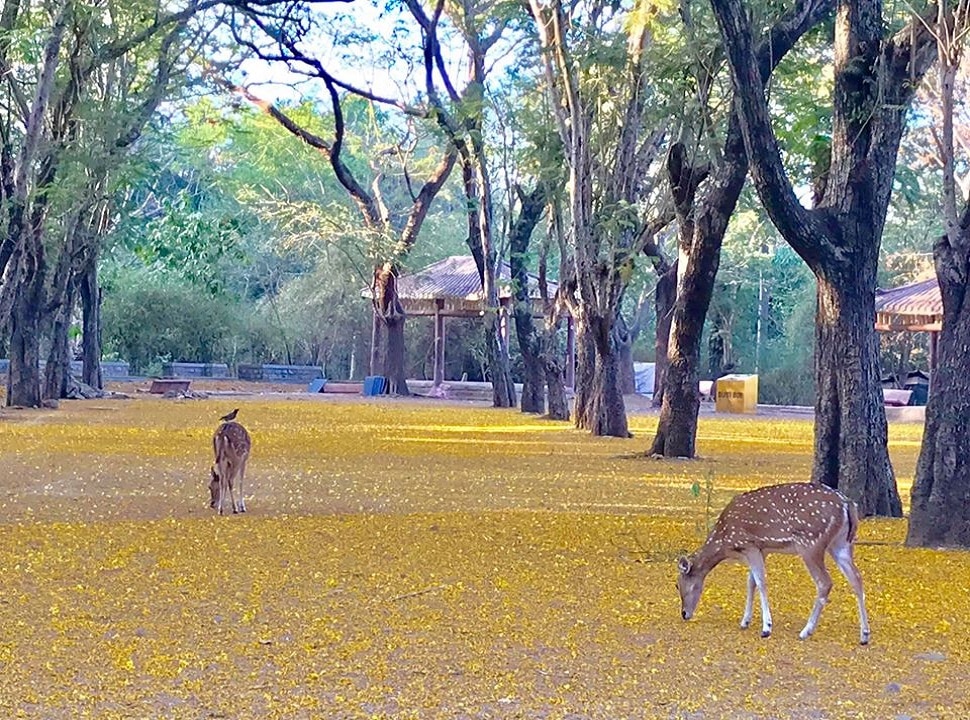 प्राण्यांनी घेतला मोकळा श्वास 